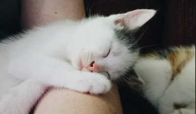 Șase motive surprinzătoare pentru care pisica ta preferă să doarmă pe tine! Ce ascund aceste momente adorabile?
