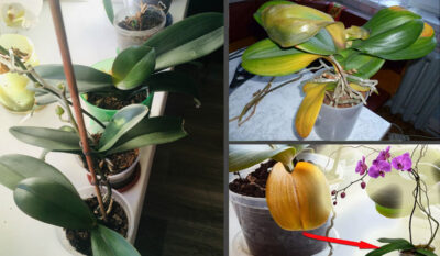 Orhideele care își pierd frumusețea! Motivele pentru care frunzele se usucă și cum să le salvezi rapid!