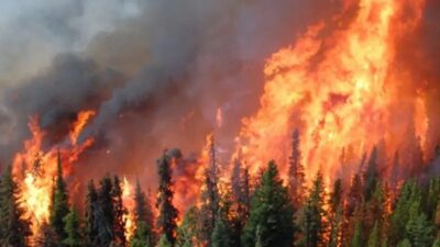 Incendii de proporții blochează DN1! Mașini în flăcări și sute de hectare mistuite de foc!
