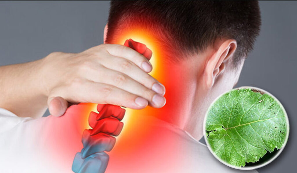 Planta fara efecte secundare care te scapa de durerile cauzate de spondiloza cervicala