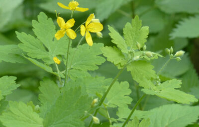 Rostopasca, darul cerului pentru sănătate! Planta care detoxifică, calmează nervii și vindecă pielea – ce trebuie să știi înainte să o folosești