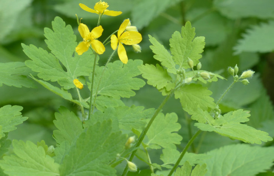 Rostopasca Aurul verde numit de vindecatori darul cerului un sprijin pentru intregul organism