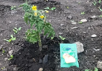 Cum să folosești soluția de drojdie ca să ai roșii mai mari și mai gustoase fără chimicale!