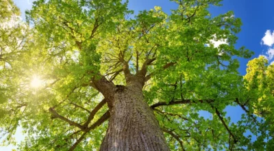 Teiul, arborele sfânt care aduce noroc și sănătate! De ce iunie este luna perfectă pentru plantare