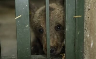 Luci, puiul de urs orfan de pe Transfăgărășan, plânge după mama lui!