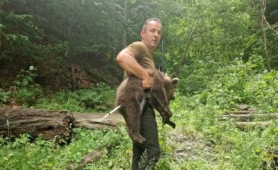 Tragedie pe Transfăgărășan! Motociclist italian ucis de o ursoaică după ce a oprit să o fotografieze!