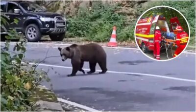 Alertă Ro-Alert: Urșii fac prăpăd pe Transfăgărășan, intervenție de urgență în Arefu