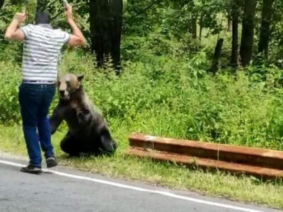 Ministrul Mediului anunță soluții echilibrate pentru problema urșilor de pe Transfăgărășan