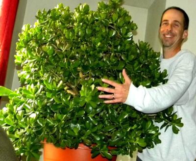 Arborele banilor și alte plante Feng Shui care aduc noroc și energie pozitivă acasă