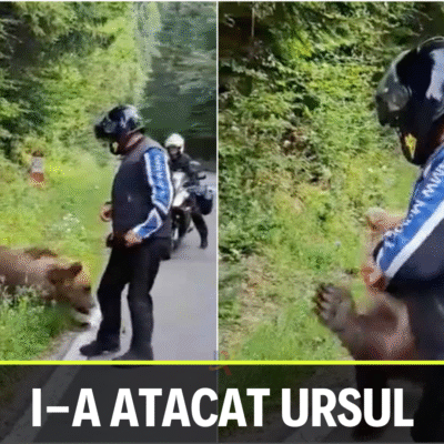 Alertă pe Transfăgărășan! Ursul atacă motocicliștii – operațiune de salvare în lacul Vidraru!