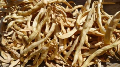 Ceaiul din păstăi de fasole: remediu natural pentru diabet și echilibrul glicemic