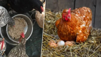 Secretul uitat al bunicilor pentru ouă uriașe și gălbenuș aurit: ce să pui în apa găinilor ca să-ți explodeze producția!