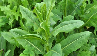 Lăptuca sălbatică: planta medicinală cu efect calmant, antiinflamator și detoxifiant