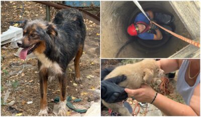 Pompierii din Tulcea salvează o cățelușă și puiul ei din fântână adâncă de 12 metri