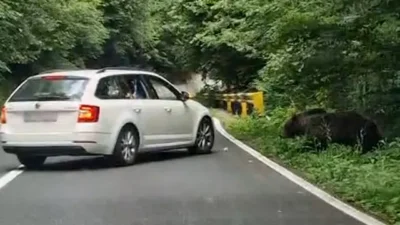 Tragedie pe Transfăgărășan! Turist italian ucis de urs, iar alți turiști hrănesc animalele în plină zonă montană!