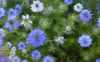 Chimenul negru: proprietăți terapeutice, utilizări și precauții esențiale