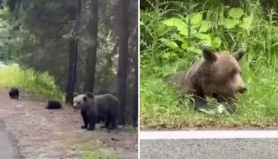 Alertă pe Transfăgărășan! Turist filmat lângă urs, la o zi după ce un italian a fost ucis de animal!