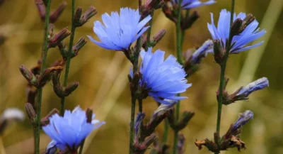 Decoctul de cicoare: beneficii pentru ficat, digestie, glicemie și detoxifiere pielii