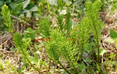 Coada-calului: remediu natural eficient pentru dureri renale și infecții urinare