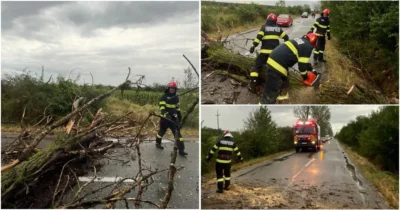 furtuna arges copaci