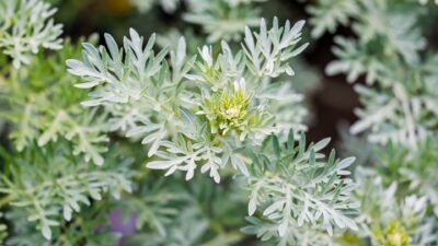 Unguentul de pelin: remediu natural eficient pentru dureri musculare și inflamații