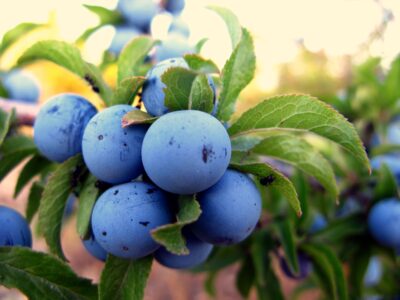 Porumbarul: Beneficii terapeutice ale florilor, frunzelor și fructelor pentru sănătate