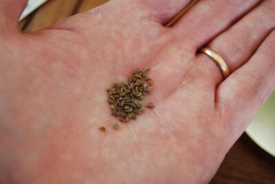 Uleiul din semințe de pătrunjel: detoxifiere naturală pentru ficat și rinichi sănătoși