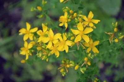 Ceaiul de sunătoare din mănăstirile Bucovinei: remediu natural pentru minte limpede și calm interior