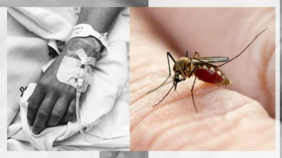 OMS avertizează! Chikungunya revine rapid, risc major pentru Europa și global