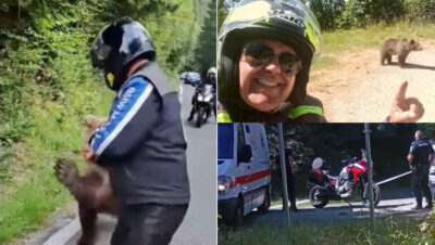 Tragedie pe Transfăgărășan! Turist italian ucis de o ursoaică după ce a ignorat avertismentele