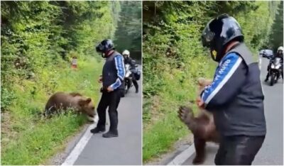 Tragedie pe Transfăgărășan! Turist italian ucis de o ursoaică după ce a încercat să o hrănească