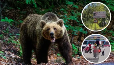 Ursul de pe Transfăgărășan, pericol pentru turiști! Vicele Bughiu trage un semnal de alarmă: „Eșec total al autorităților!”