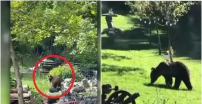 Coșmarul urșilor continuă în Mureș și Argeș! Turiști atacați, localnici în stare de alertă maximă!