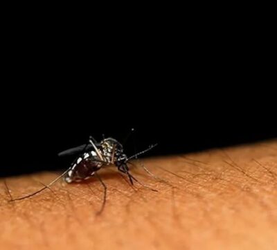 Descoperă secretul natural care alungă rapid țânțarii în vară – fără sprayuri scumpe