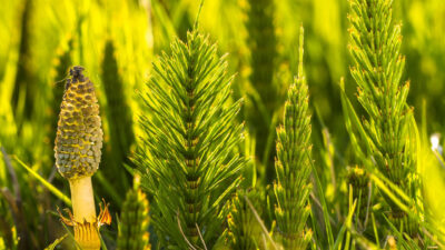 Ai dureri renale? Află acum cum coada-calului poate face minuni în doar 20 de minute!