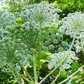 Secretul străvechi al Brâncii-ursului: Planta care îți poate regla hormonii și revigora viața sexuală în doar 2 săptămâni!