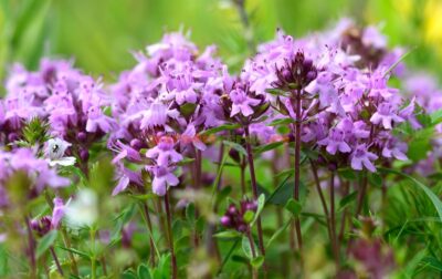 Cimbrișorul de câmp – aspirina naturală cu efect antiinflamator dovedit științific