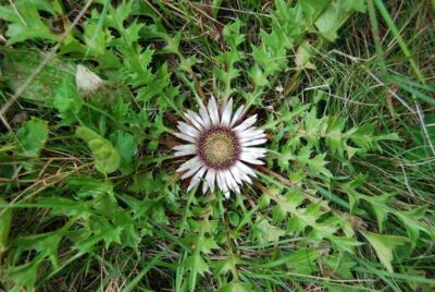 Ciurul Zânelor (Carlina acaulis): Planta medicinală cu beneficii hepatice și detoxifiante garantate