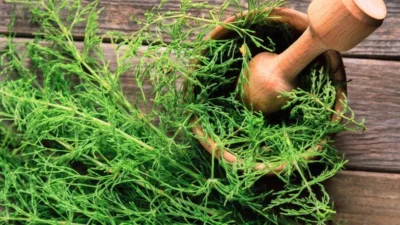 Coada-calului întrește oasele cu siliciu: cum se folosește și ce riscuri are