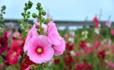 Ceaiul de nalbă: secretul natural dovedit care calmează colonul iritabil în 14 zile