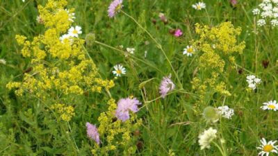 Descoperă puterea miraculoasă a florilor de fân: băi terapeutice pentru reumatism, detox și somn