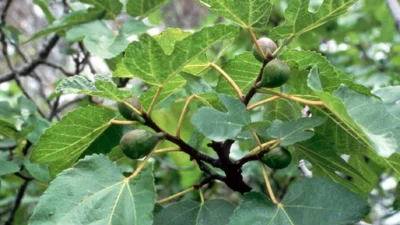 Nu o să-ți vine să crezi ce poate face frunza de smochin pentru sănătatea ta – Știința confirmă rezultate INCREDIBILE!