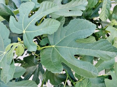 Frunzele de smochin: reglează glicemia, scad colesterolul și tratează pielea