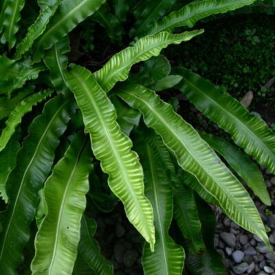 Secretul străvechi al „Limbei cerbului”: Planta care îți poate salva ficatul și calma tusea în doar câteva zile!