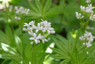 Galium aparine (lipicioasa): cum să o folosești pentru detox, antiinflam și ce să eviţi