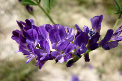 Secretul „superplantelor”: Cum lucerna poate salva oasele și inima ta după 40 de ani!