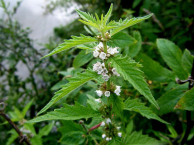 Piciorul lupului: planta naturală pentru detoxifiere, tiroidă și imunitate eficientă