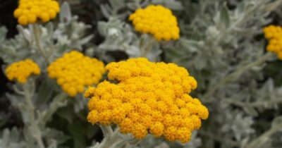 Secretul siminocului: planta care îți salvează ficatul și digestia fără efecte secundare!