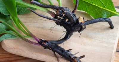 Tătăneasa: Planta dacilor pentru regenerarea oaselor și reducerea durerilor articulare