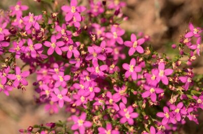 Țintaura: planta amară esențială pentru detoxifierea ficatului și reglarea digestiei